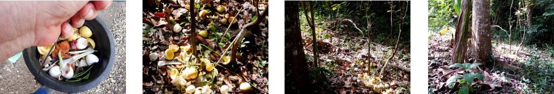 Images of compost bucket being emptied
        in tropical backyard