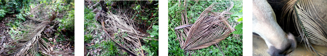 Images of fallen debris cleared up in
        tropical backyard