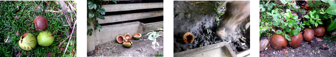 Images of garden debris processed in
        tropical backyard