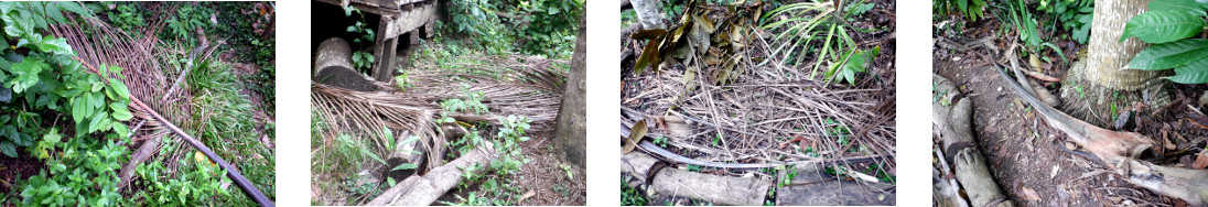 Images of debris cleard from tropical
        backyard