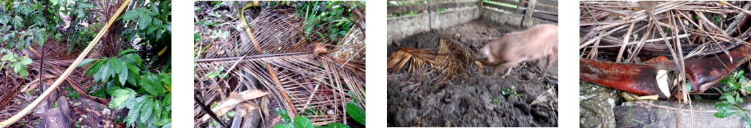 Images of tropical backyard debris cleared up after
          rain in the night
