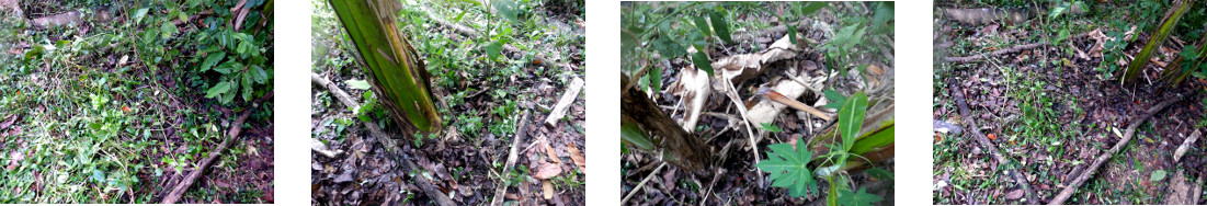 Images of tropical backyard patch
        being weeded