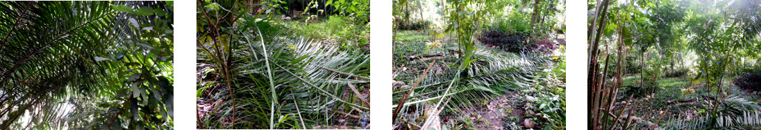 Images of oilo palm tree trimmed for
        extra light in tropical backyard