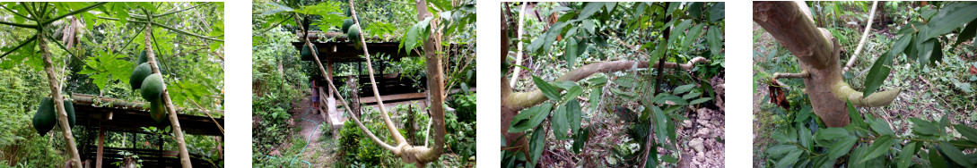 Images of damaged papaya tree trimmed
        in tropical backyard