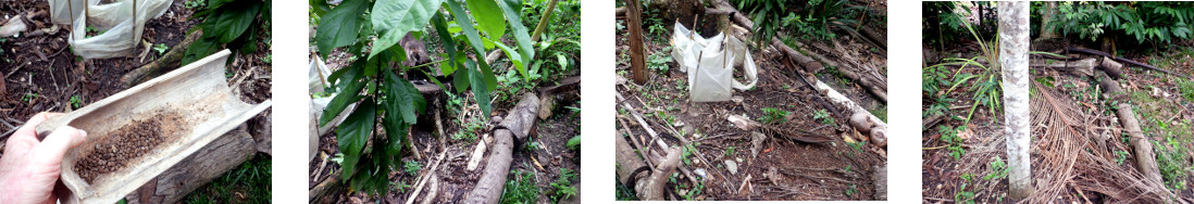 Images of Papaya seeds distributed in
        tropical backyard