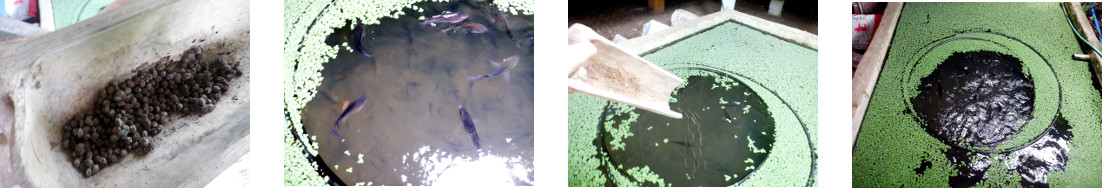 Images of papaya seeds fed to fish