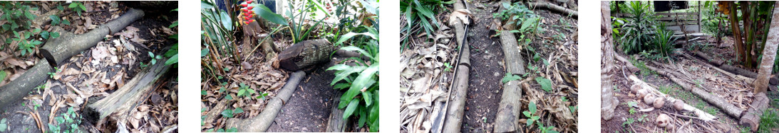 Images of tropical backyard paths
        cleared of leaves