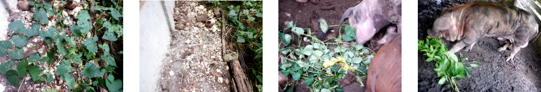 Images of pigs being fed excess growth
        in tropical backyard garden