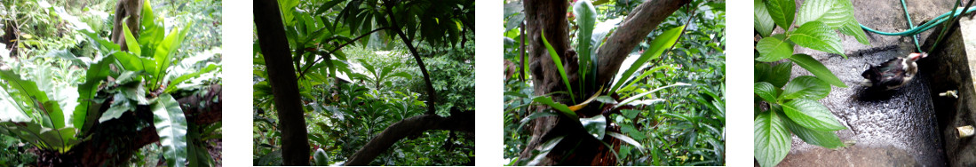 Images of light rain in a tropical
        backyard