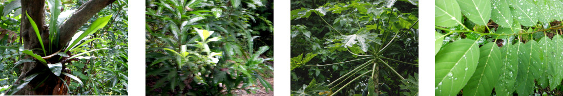 Images of rain in tropical backyard