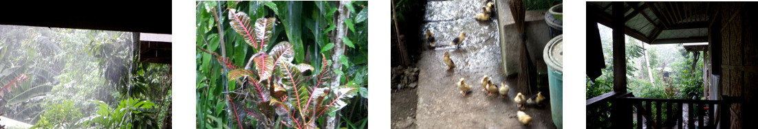 Images of rain in tropical backyard