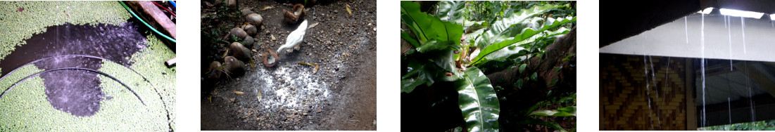 Images of rain in tropical backyard