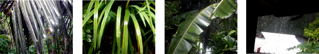 Images of rain in tropical backyard