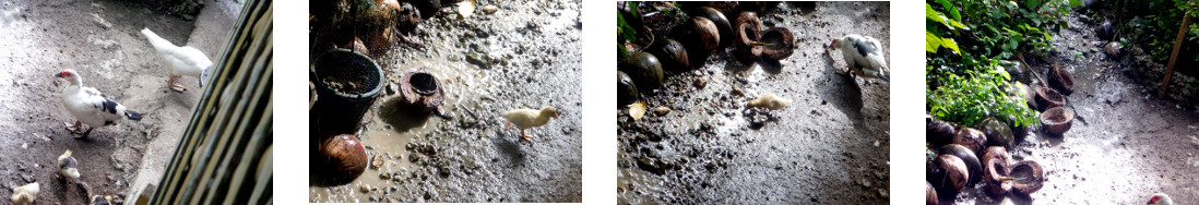 Images of rain in tropical backyard