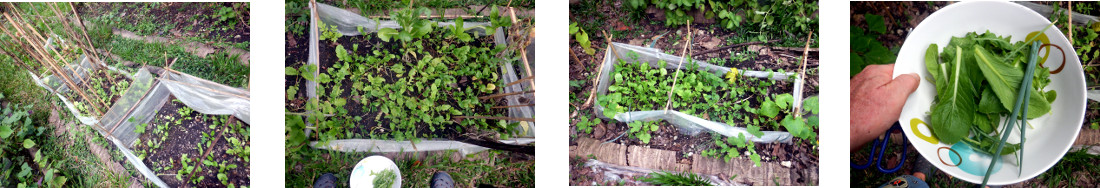 Images of salad greens picked from
        tropical backyard