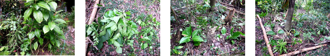 Images of plant trimmings trasnsplanted as cuttings in
        tropical backyard