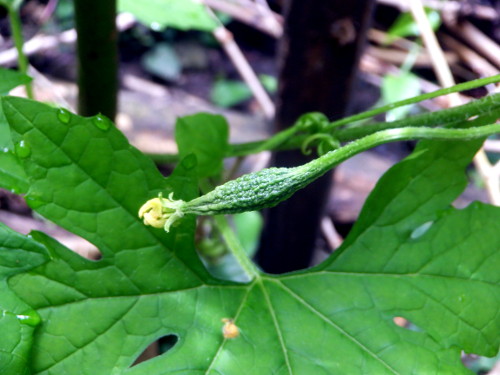 Image of bitter gourd palnt in
        tropical backyard