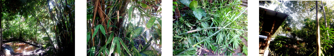 Images of tropical backyard
            bamboo patch being trimmed
