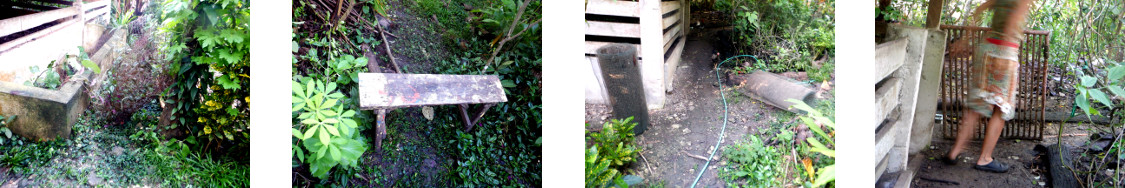Images of obstacles placed in tropical
        backyard garden to channel movement of pig