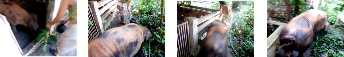 Images of moving a tropical backyard sow to a new pen