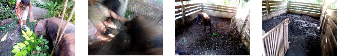 Images of tropical backyard sow moved to a new pen