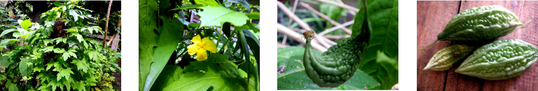 Images of bitter gourd in tropical
        backyard