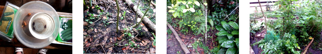 Images of Bitter Gourd and Luffa seeds
        planted in tropical backyard