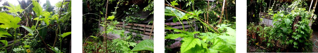 Images of bitter gourd climbing stakes
        in tropical backyard