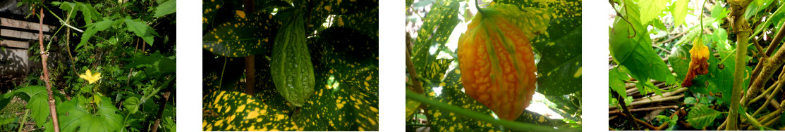 Imkages of bitter gourd flowering, fruiting and going
            to seed in tropical backyard