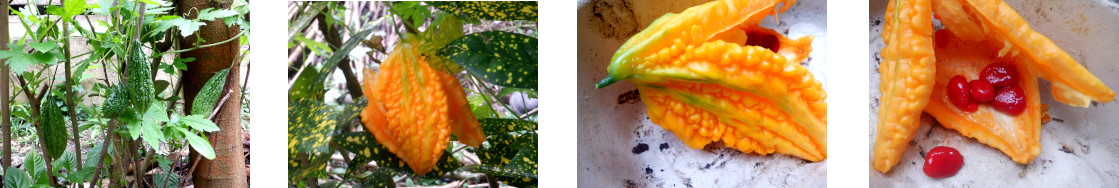 Images
            of bitter gourd with seeds in tropical backyard