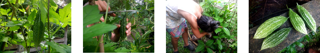 Images of woman harvesting bitter
        gourd in tropical backyard