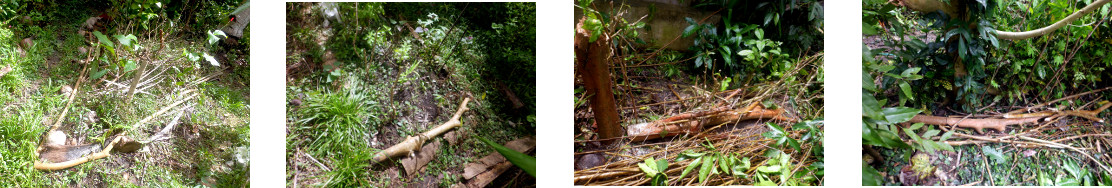 Images of mulberry tree branches used
        as garden borders in tropical backyad