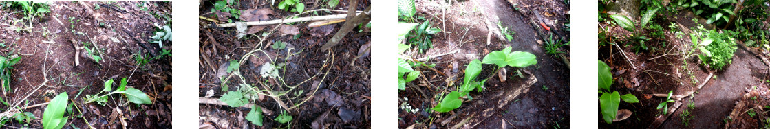 Images of tropical backyard garden
        borders repaired after damage by chickens