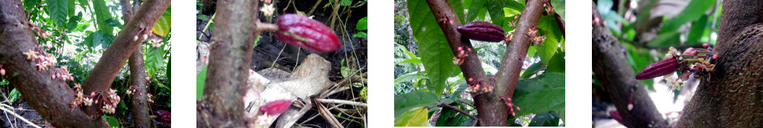 Images of native cacao starting to
        fruit in tropical backyard
