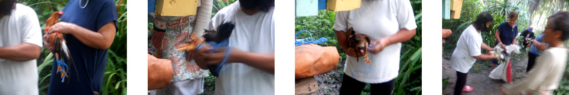 Images of people buying chickens in tropical home