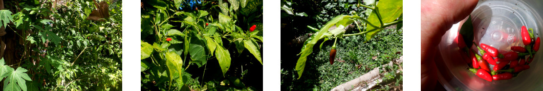 Images of a small harvest of chilli in
            tropical backyard