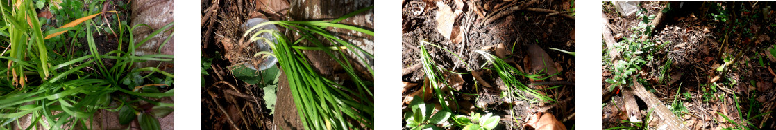 Images of chives transplanted in tropical backyard