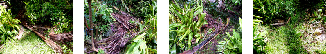 Images of debris cleared from tropical
        backyard garden