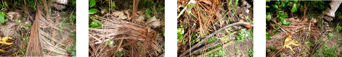 Images of fallen debris cleared from tropical backyard