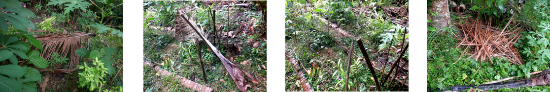 Images of fallen debris cleared from tropical backyard