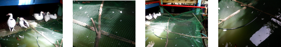 Images of ducks and tropical backyard fishpond