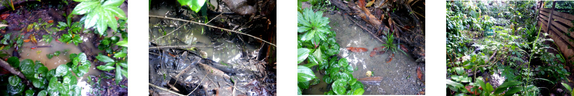 Images of light flooding in tropical
        backyard