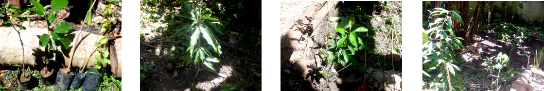 Images of fruit tree grafts palnted in
        tropical backyard