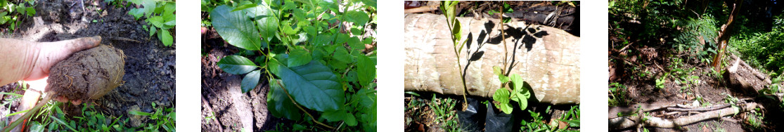 Images of fruit tree grafts planted in tropical
        backyard