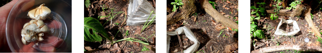 Images of extra garlic planted in tropical backyard