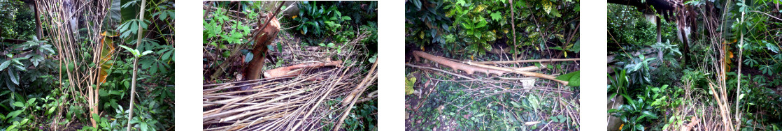 Images of felled mulberry tree being
        cut up in tropical backyard