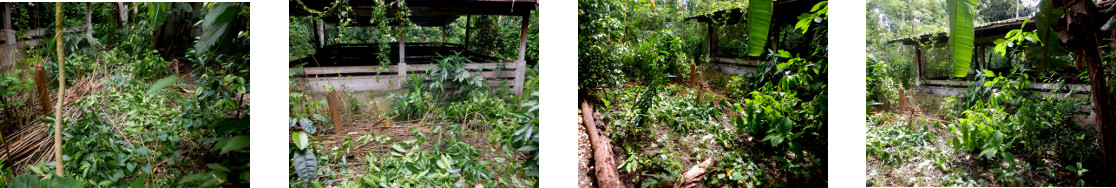Images of mulberry tree debris used
        for composting in tropical backyard