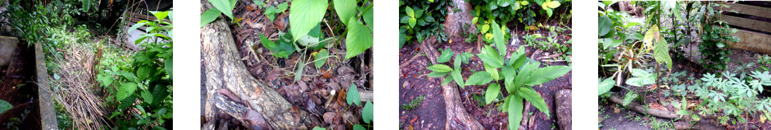Images of mulberry cuttings planted in
        various locations in tropical backyard