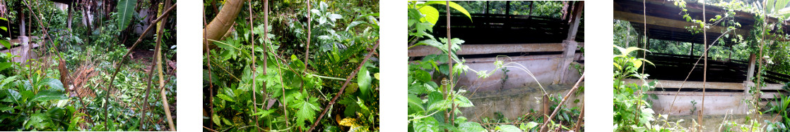 Images of thin mulberry tree branches
        used as stakes for climbing plants
