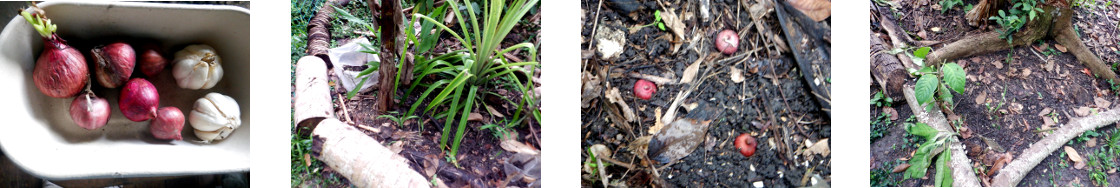 Images of Onions and Garlic
        planted in tropical backyard
